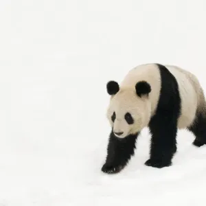 Giant panda (Ailuropoda melanoleuca) walking in deep snow, captive (born in 2000) Giant panda (Ailuropoda melanoleuca) walking in deep snow, captive (born in 2000)