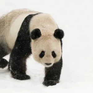 Giant panda (Ailuropoda melanoleuca) walking in snow captive (born in 2000) Occurs China Giant panda (Ailuropoda melanoleuca) walking in snow captive (born in 2000) Occurs China
