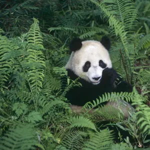 Giant panda {Ailuropoda melanoleuca} Wolong Nature Reserve, Sichuan, China