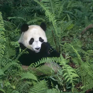 Oso panda gigante {Ailuropoda melanoleuca} Reserva Natural Wolong, Sichuan, China. Oso panda gigante {Ailuropoda melanoleuca} Reserva Natural Wolong, Sichuan, China.