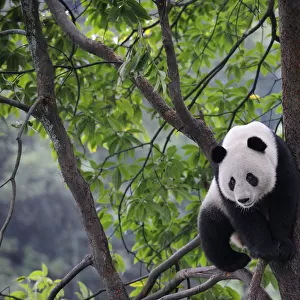 Giant panda climbing in a tree (Ailuropoda Melanoleuca) Bifengxia Giant Panda Breeding