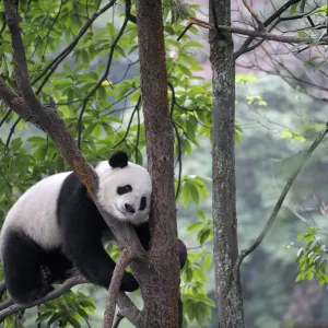 Giant panda climbing in a tree (Ailuropoda Melanoleuca) Bifengxia Giant Panda Breeding Giant panda climbing in a tree (Ailuropoda Melanoleuca) Bifengxia Giant Panda Breeding