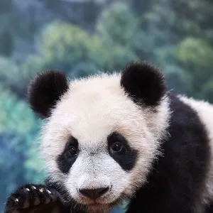 Giant panda cub (Ailuropoda melanoleuca) portrait Yuan Meng, first giant panda ever born in France