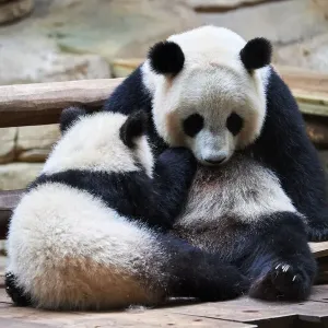Giant panda cub (Ailuropoda melanoleuca) Yuan Meng suckling from his mother Huan Huan Giant panda cub (Ailuropoda melanoleuca) Yuan Meng suckling from his mother Huan Huan