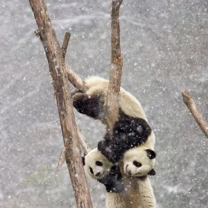 Two Giant pandas {Ailuropoda melanoleuca} climbing tree trunk in snow storm, Sichuan