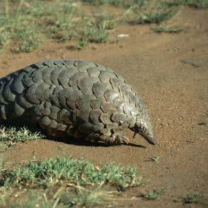 Giant pangolin (Manis gigantea) walking along ground, Tanzania