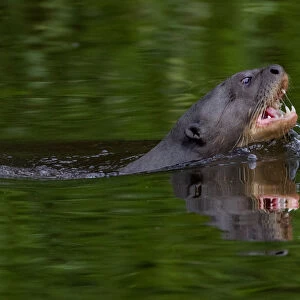 Giant river otter (Pteronura brasiliensis) swimming in an Amazonian lake