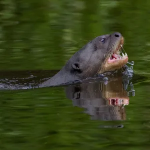 Giant river otter (Pteronura brasiliensis) swimming in an Amazonian lake