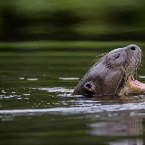Giant river otter (Pteronura brasiliensis) yawning at water surface, Yasuni National Park