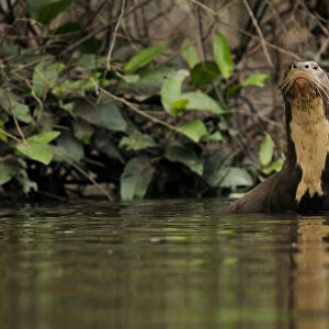 Giant river otter (Pteronura brasiliensis) in Yavari River, wild, Amazonian rainforest