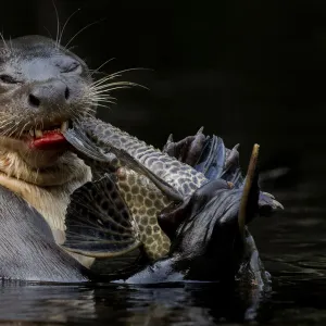 Giant river otter (Pteronura brasiliensis) eating a catfish. Yasuni National Park