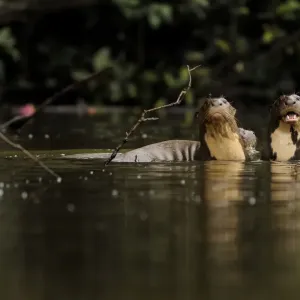 Giant river otter (Pteronura brasiliensis) pair in Yavari River, wild, Amazonian rainforest Giant river otter (Pteronura brasiliensis) pair in Yavari River, wild, Amazonian rainforest