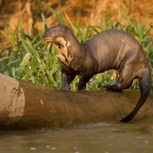 Giant River Otter Print - Falling Log Play in Pantanal NP Giant River Otter Print - Falling Log Play in Pantanal NP