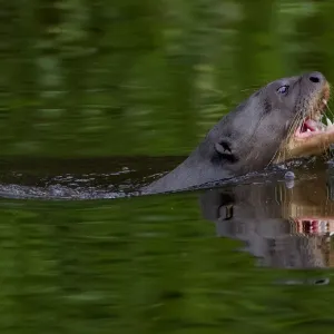 Giant river otter (Pteronura brasiliensis) swimming in an Amazonian lake Giant river otter (Pteronura brasiliensis) swimming in an Amazonian lake