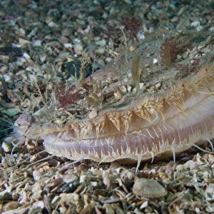 Giant scallop (Pecten maximus) on seabed, feeding, showing mantle, Channel Isles