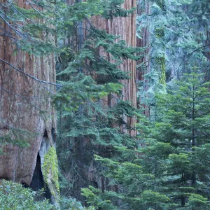 Giant sequoia (Sequoiadendron giganteum) trees in Sequoia National Park, California