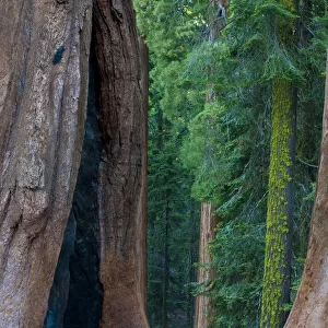Giant Sequoia (Sequoiadendron giganteum) in Sequoia National Park, California, USA