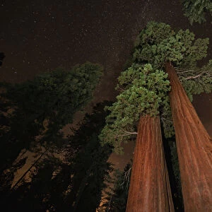 Giant sequoia (Sequoiadendron giganteum) in forest at night