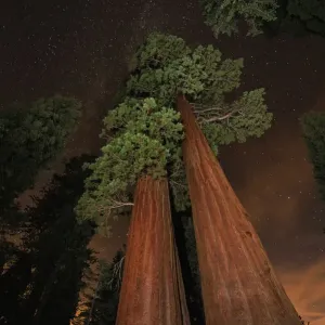 Giant sequoia (Sequoiadendron giganteum) in forest at night Giant sequoia (Sequoiadendron giganteum) in forest at night