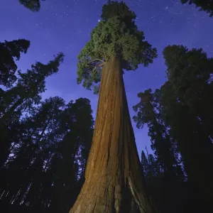 Árbol de secuoya gigante (Sequoiadendron giganteum) en bosque por la noche, vista hacia el dosel y el cielo. Parques Nacionales Sequoia y Kings Canyon, California, EE.UU. Octubre 2013 Árbol de secuoya gigante (Sequoiadendron giganteum) en bosque por la noche, vista hacia el dosel y el cielo. Parques Nacionales Sequoia y Kings Canyon, California, EE.UU. Octubre 2013