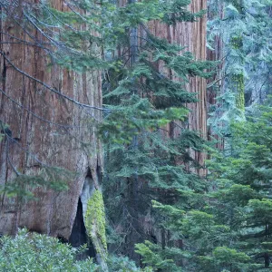Giant sequoia Print, a photograph of trees in Sequoia National Park Giant sequoia Print, a photograph of trees in Sequoia National Park