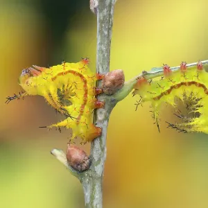Two Giant silkworm (Eacles ormondei) moth larvae in typical resting posture, Izabal, Guatemala Two Giant silkworm (Eacles ormondei) moth larvae in typical resting posture, Izabal, Guatemala