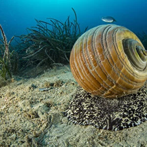 Giant tun (Tonna galea) a species of marine gastropod mollusc that is one of the biggest