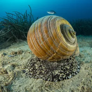Giant Tun Print, Mediterranean Sea Snail Giant Tun Print, Mediterranean Sea Snail