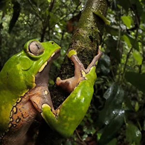 Giant waxy monkey frog (Phyllomedusa bicolor). Lowland Amazon rainforest, Manu Biosphere Reserve