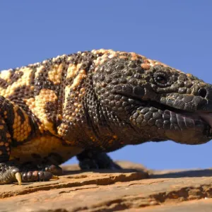 Gila monster (Heloderma suspectum) Arizona, USA. Captive Gila monster (Heloderma suspectum) Arizona, USA. Captive