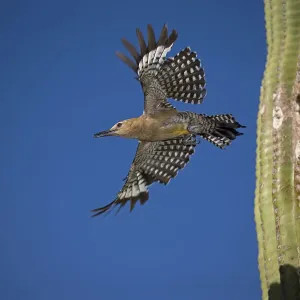 Pico de Gila (Melanerpes uropygialis), emergiendo del nido en cactus saguaro, Arizona. Pico de Gila (Melanerpes uropygialis), emergiendo del nido en cactus saguaro, Arizona.
