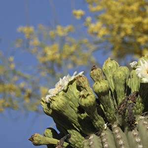 Gila woodpecker (Melanerpes uropygialis) feeding on Saguaro (Carnegiea gigantea)