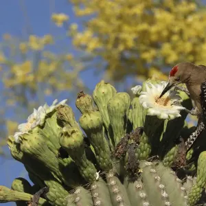 Gila woodpecker (Melanerpes uropygialis) feeding on Saguaro (Carnegiea gigantea) Gila woodpecker (Melanerpes uropygialis) feeding on Saguaro (Carnegiea gigantea)