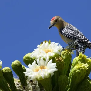 Gila Woodpecker Print: Male feeding on nectar in Saguaro blossom Gila Woodpecker Print: Male feeding on nectar in Saguaro blossom