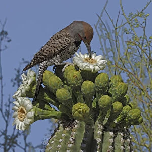 Gilded flicker (Colaptes chrysoides) feeding on Saguaro cactus (Carnegiea gigantea
