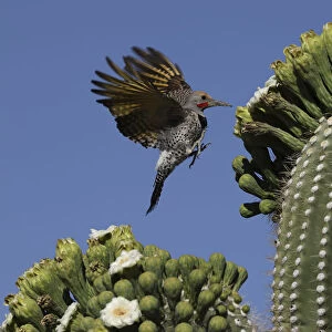 Gilded flicker (Colaptes chrysoides) flying to feed on nectar from Saguaro blossoms