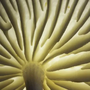 Gills of Porcelain Fungus (Oudemansiella mucida), New Forest National Park, Hampshire, England, UK