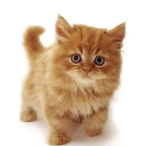 Ginger Domestic cat kitten {Felis catus} UK