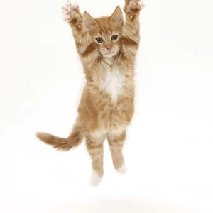 Ginger kitten leaping with legs outstretched