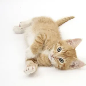 Ginger kitten rolling on his back