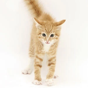 Ginger kitten with tail in the air