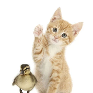 Ginger kitten, Tom, age 8 weeks reaching up a paw with a mallard duckling in front