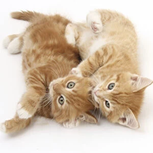 Two ginger kittens rolling playfully on their sides