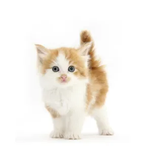 Ginger and white kitten looking at camera