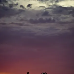 Giraffe (Giraffa camelopardalis) three standing together, silhouetted at dusk, Okavango Delta