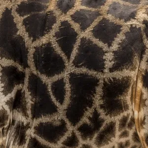 Giraffe (Giraffa camelopardalis) close up of pattern Chobe River, North-West District Giraffe (Giraffa camelopardalis) close up of pattern Chobe River, North-West District