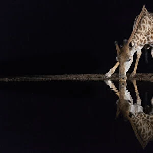 Giraffe (Giraffa camelopardalis) drinking at night, Zimanga private game reserve