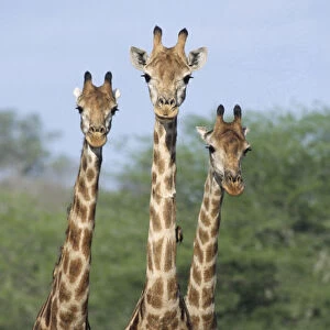Three Giraffe {Giraffa camelopardalis} Kruger NP, South Africa