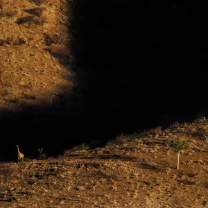 Giraffe (Giraffa camelopardalis) in mountainous habitat, Brandberg, Erongo, Namibia Giraffe (Giraffa camelopardalis) in mountainous habitat, Brandberg, Erongo, Namibia