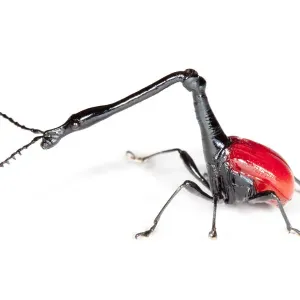 Giraffe necked weevil {Trachelophorus giraffa} male photographed on white background Giraffe necked weevil {Trachelophorus giraffa} male photographed on white background